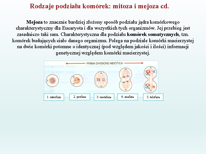 Rodzaje podziału komórek: mitoza i mejoza cd. Mejoza to znacznie bardziej złożony sposób podziału