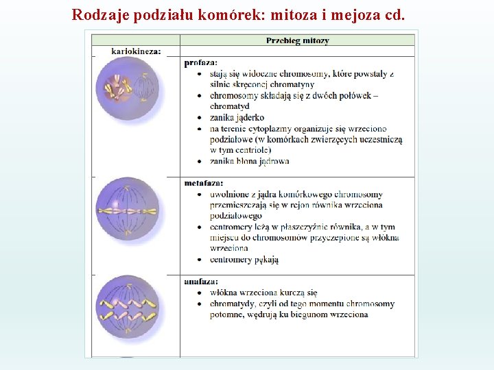 Rodzaje podziału komórek: mitoza i mejoza cd. 