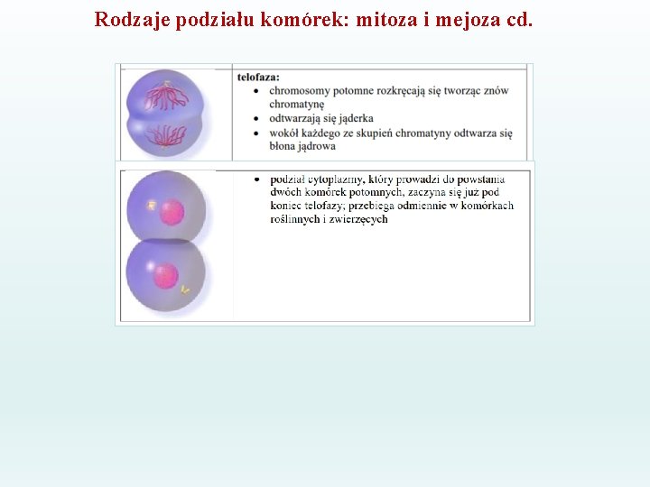 Rodzaje podziału komórek: mitoza i mejoza cd. 