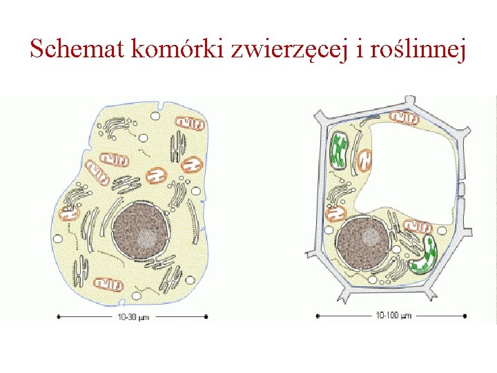 Schemat komórki zwierzęcej i roślinnej 