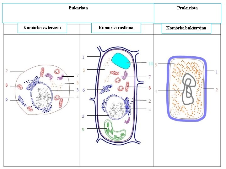 Eukariota Komórka zwierzęca Prokariota Komórka roślinna Komórka bakteryjna 
