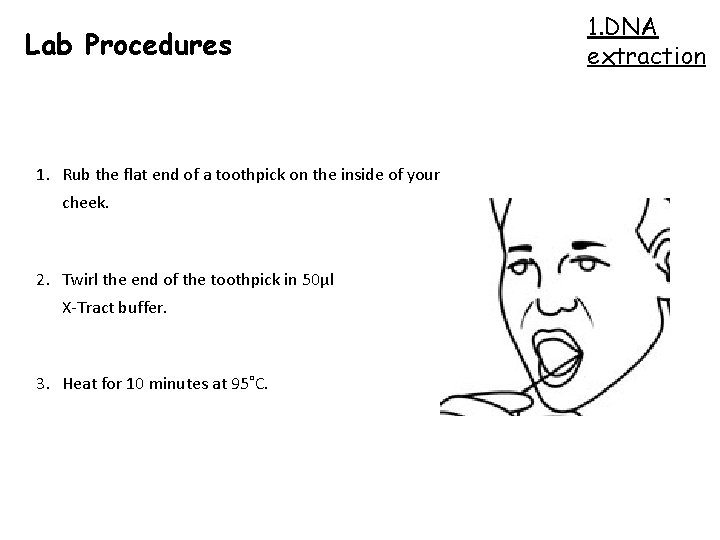 Lab Procedures 1. Rub the flat end of a toothpick on the inside of
