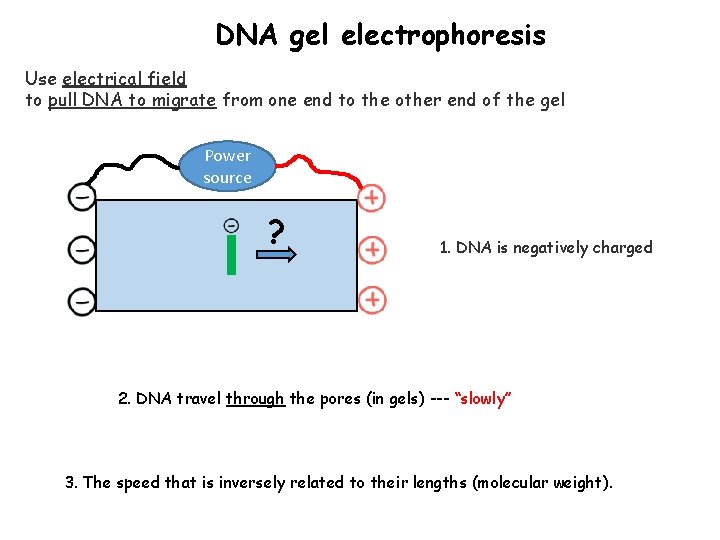 DNA gel electrophoresis Use electrical field to pull DNA to migrate from one end
