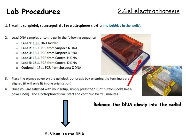 Lab Procedures 2. Gel electrophoresis 1. Place the completely submerged into the electrophoresis buffer