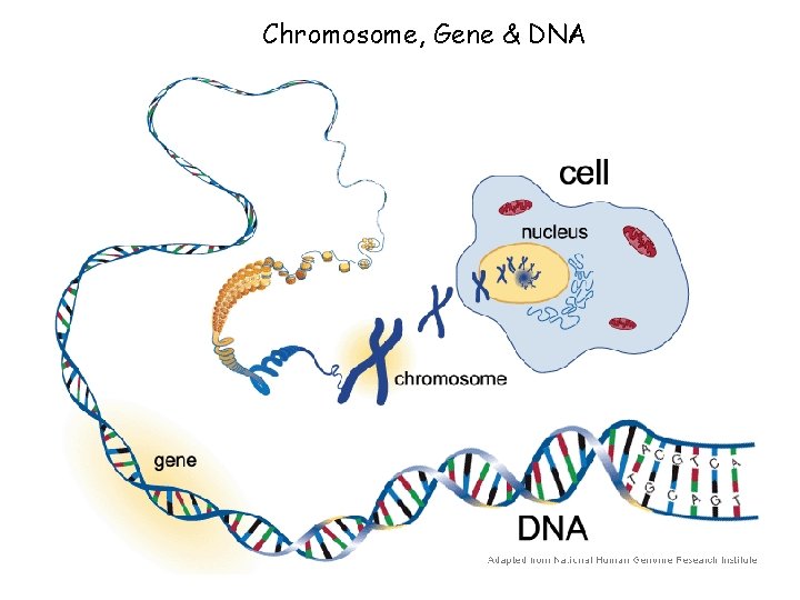 Chromosome, Gene & DNA 