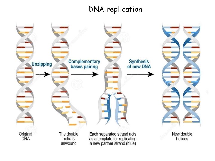 DNA replication 