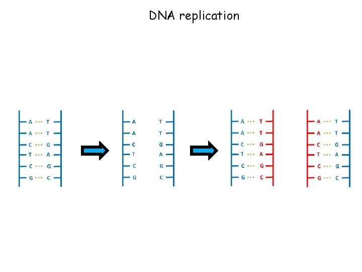 DNA replication 