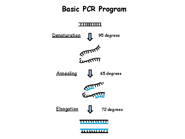 Basic PCR Program Denaturation 95 degrees Annealing 65 degrees Elongation 72 degrees 