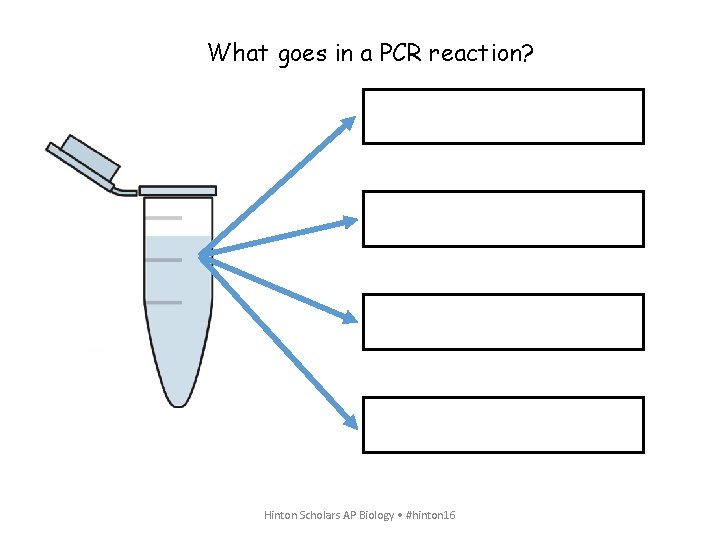 What goes in a PCR reaction? Hinton Scholars AP Biology • #hinton 16 