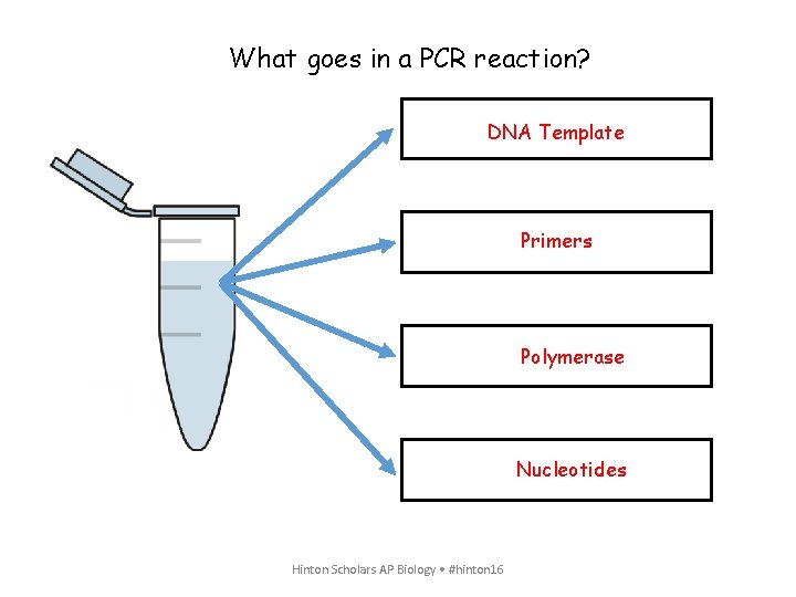 What goes in a PCR reaction? DNA Template Primers Polymerase Nucleotides Hinton Scholars AP
