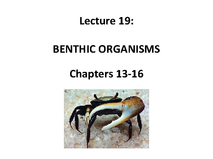 Lecture 19: BENTHIC ORGANISMS Chapters 13 -16 
