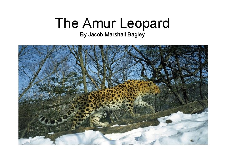 The Amur Leopard By Jacob Marshall Bagley 