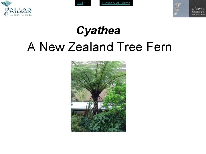 Exit Glossary of Terms Cyathea A New Zealand Tree Fern 