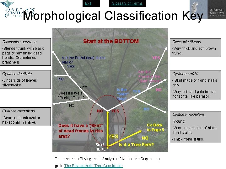 Exit Glossary of Terms Morphological Classification Key Start at the BOTTOM Dicksonia squarrosa -Slender