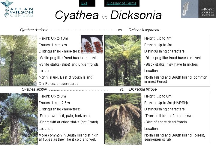 Exit Glossary of Terms Cyathea Dicksonia vs. Cyathea dealbata. . . . . vs.