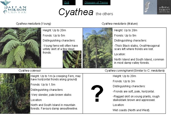 Exit Glossary of Terms Cyathea medullaris (Young) the others Cyathea medullaris (Mature) Height: Up