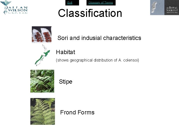 Exit Glossary of Terms Classification Sori and indusial characteristics Habitat (shows geographical distribution of