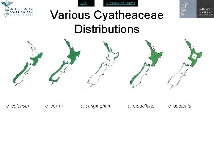 Exit Glossary of Terms Various Cyatheaceae Distributions c. colensoi c. smithii c. cunginghamii c.