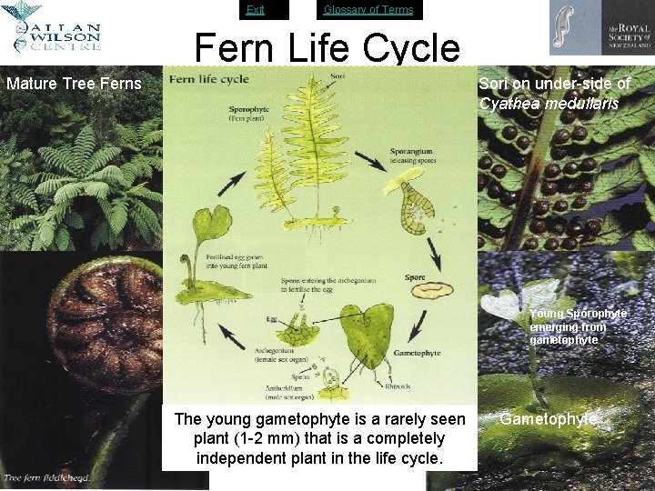 Exit Glossary of Terms Fern Life Cycle Mature Tree Ferns Sori on under-side of