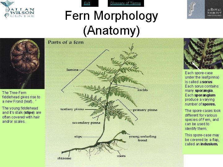 Exit Glossary of Terms Fern Morphology (Anatomy) The Tree-Fern fiddlehead gives rise to a