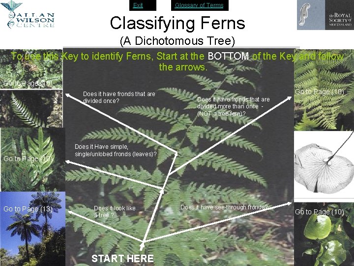 Exit Glossary of Terms Classifying Ferns (A Dichotomous Tree) To use this Key to