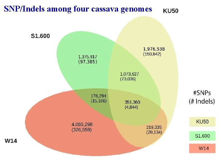 SNP/Indels among four cassava genomes 