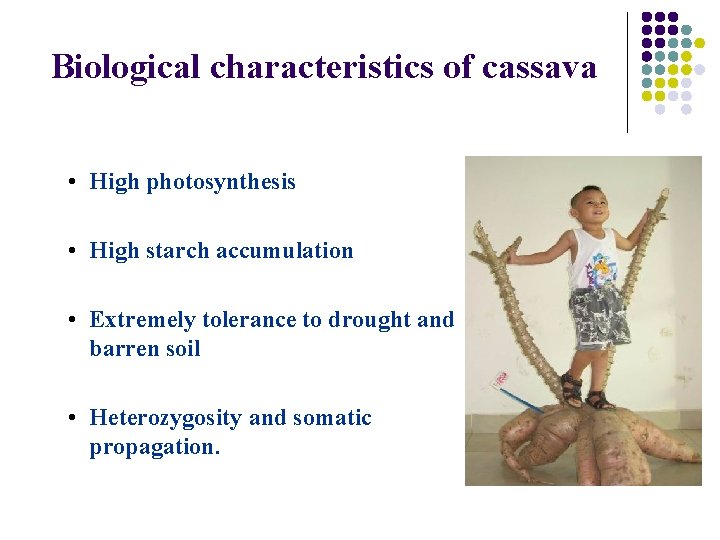 Biological characteristics of cassava • High photosynthesis • High starch accumulation • Extremely tolerance