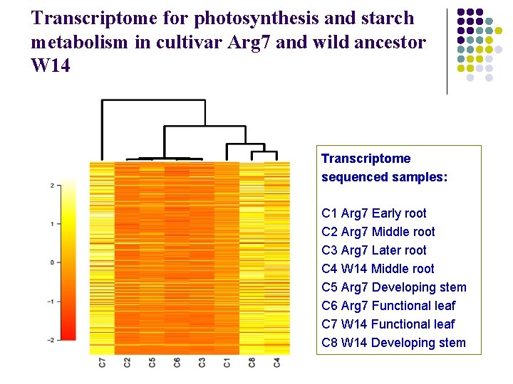 Transcriptome for photosynthesis and starch metabolism in cultivar Arg 7 and wild ancestor W