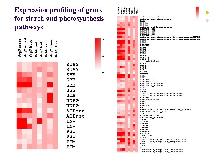 Expression profiling of genes for starch and photosynthesis pathways 