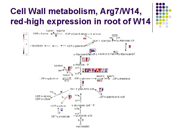 Cell Wall metabolism, Arg 7/W 14, red-high expression in root of W 14 