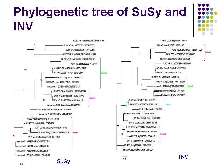 Phylogenetic tree of Su. Sy and INV Su. Sy INV 