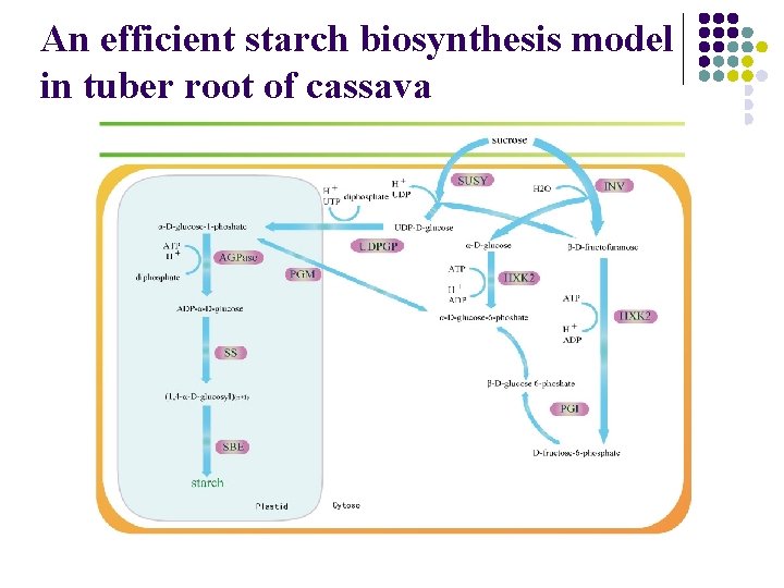 An efficient starch biosynthesis model in tuber root of cassava 