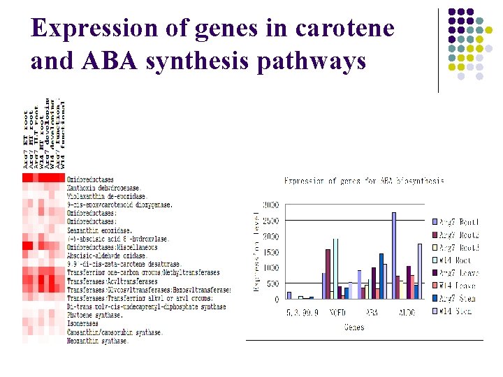 Expression of genes in carotene and ABA synthesis pathways 