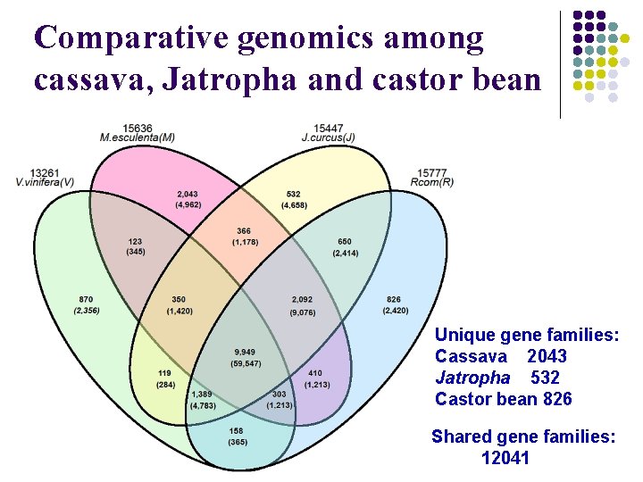 Comparative genomics among cassava, Jatropha and castor bean Unique gene families: Cassava 2043 Jatropha