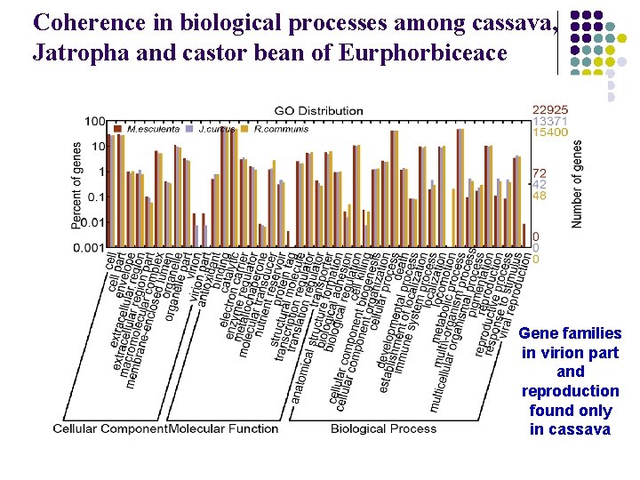 Coherence in biological processes among cassava, Jatropha and castor bean of Eurphorbiceace Gene families