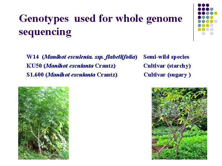 Genotypes used for whole genome sequencing W 14 (Manihot esculenta. ssp. flabellifolia) Semi-wild species