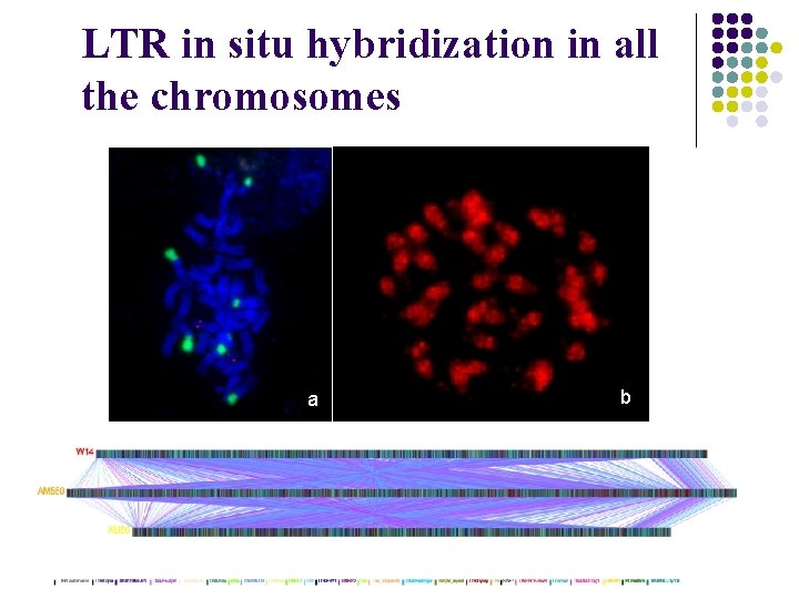 LTR in situ hybridization in all the chromosomes a b 