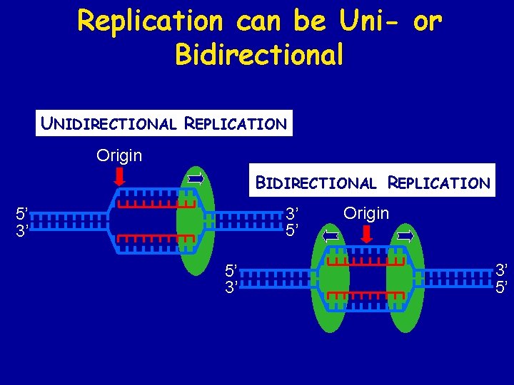 Replication can be Uni- or Bidirectional UNIDIRECTIONAL REPLICATION Origin BIDIRECTIONAL REPLICATION 3’ 5’ 5’ Replication can be Uni- or Bidirectional UNIDIRECTIONAL REPLICATION Origin BIDIRECTIONAL REPLICATION 3’ 5’ 5’