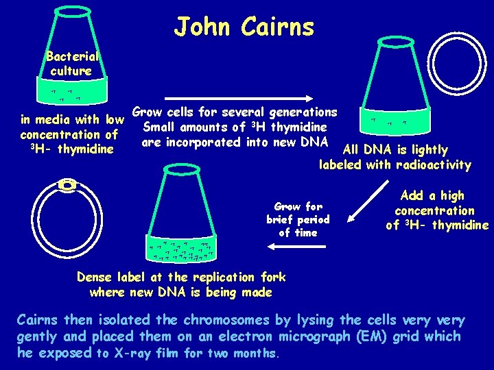 John Cairns Bacterial culture *T *T in media with low concentration of 3 H- John Cairns Bacterial culture *T *T in media with low concentration of 3 H-