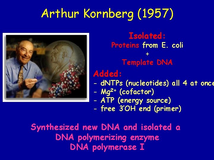 Arthur Kornberg (1957) Isolated: Proteins from E. coli + Template DNA Added: - d. Arthur Kornberg (1957) Isolated: Proteins from E. coli + Template DNA Added: - d.