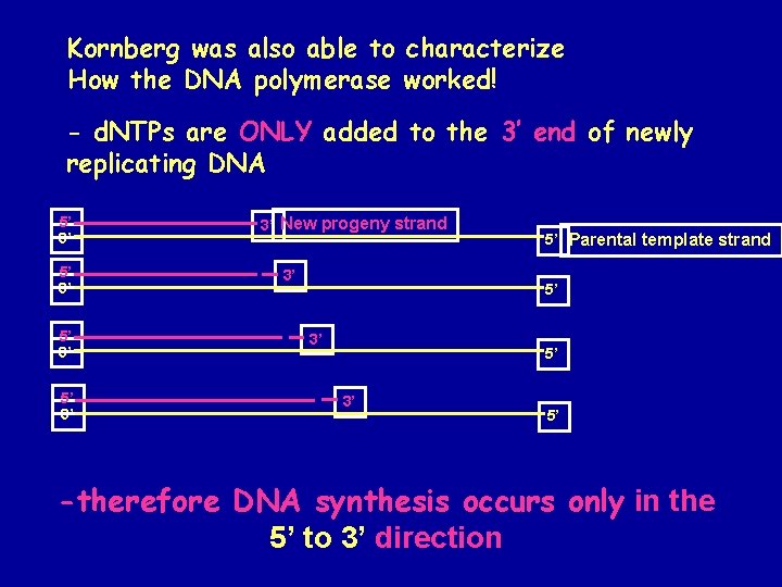 Kornberg was also able to characterize How the DNA polymerase worked! - d. NTPs Kornberg was also able to characterize How the DNA polymerase worked! - d. NTPs