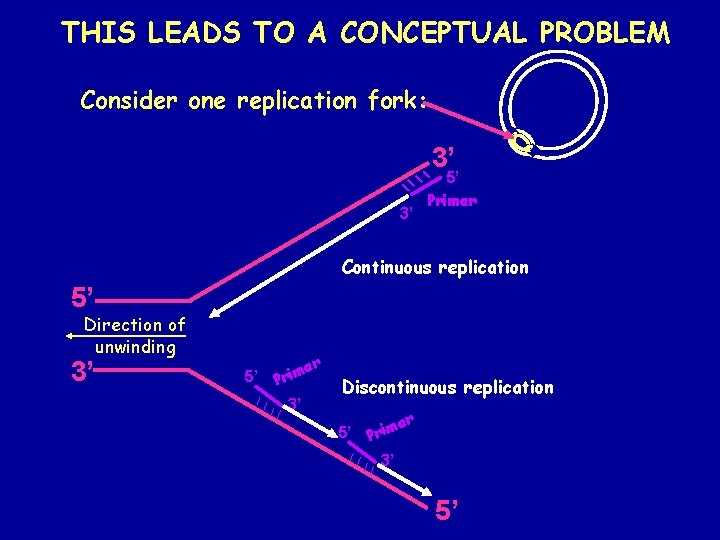THIS LEADS TO A CONCEPTUAL PROBLEM Consider one replication fork: 3’ 3’ 5’ Primer THIS LEADS TO A CONCEPTUAL PROBLEM Consider one replication fork: 3’ 3’ 5’ Primer