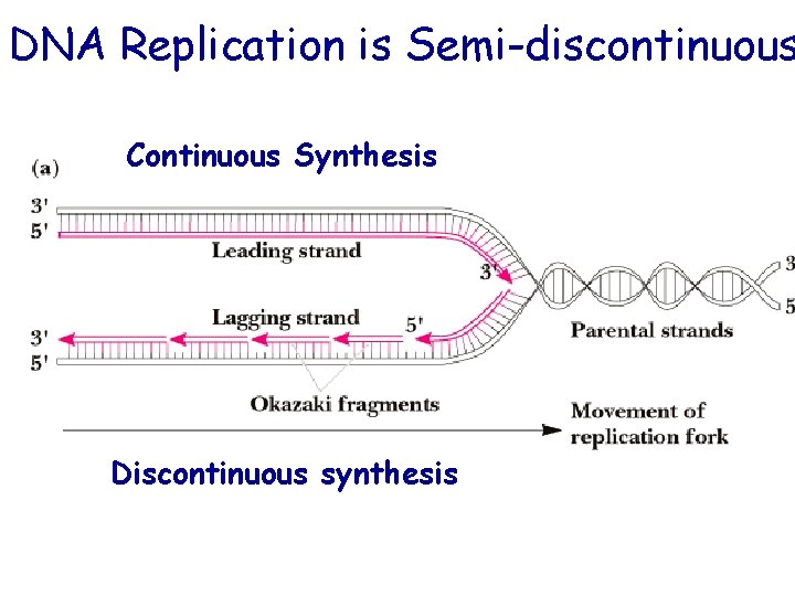 DNA Replication is Semi-discontinuous DNA replication is semi-discontinuous Continuous synthesis Synthesis Continuous Discontinuous synthesis DNA Replication is Semi-discontinuous DNA replication is semi-discontinuous Continuous synthesis Synthesis Continuous Discontinuous synthesis