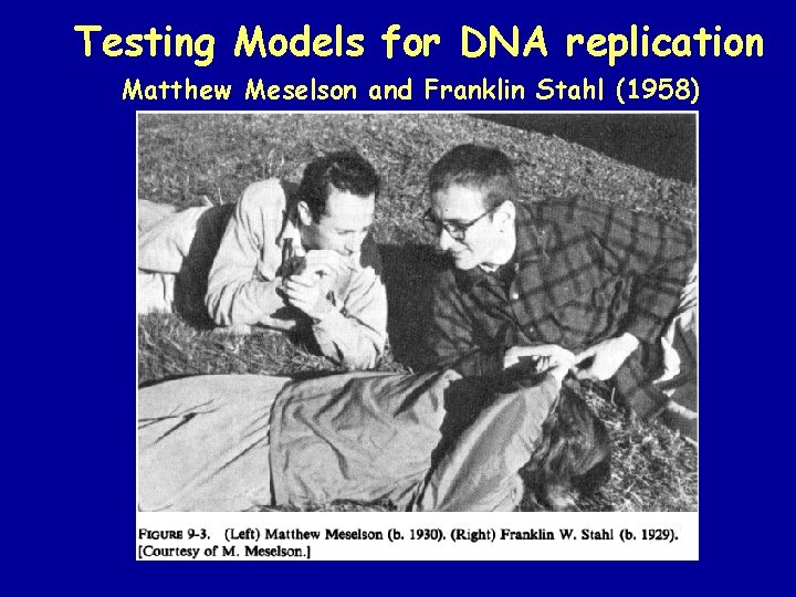 Testing Models for DNA replication Matthew Meselson and Franklin Stahl (1958) Testing Models for DNA replication Matthew Meselson and Franklin Stahl (1958)