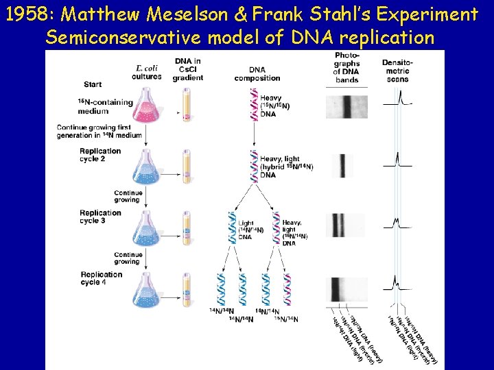1958: Matthew Meselson & Frank Stahl’s Experiment Semiconservative model of DNA replication 1958: Matthew Meselson & Frank Stahl’s Experiment Semiconservative model of DNA replication