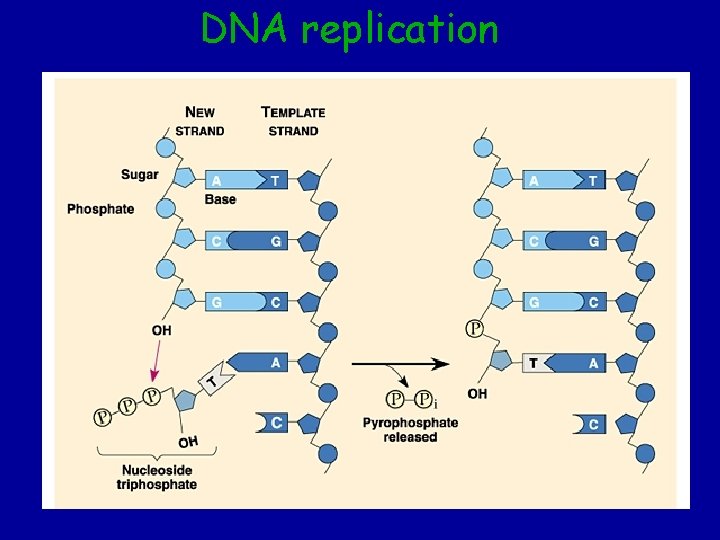 DNA replication DNA replication