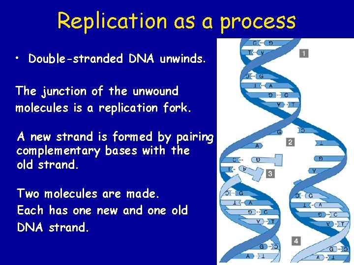 Replication as a process • Double-stranded DNA unwinds. The junction of the unwound molecules Replication as a process • Double-stranded DNA unwinds. The junction of the unwound molecules