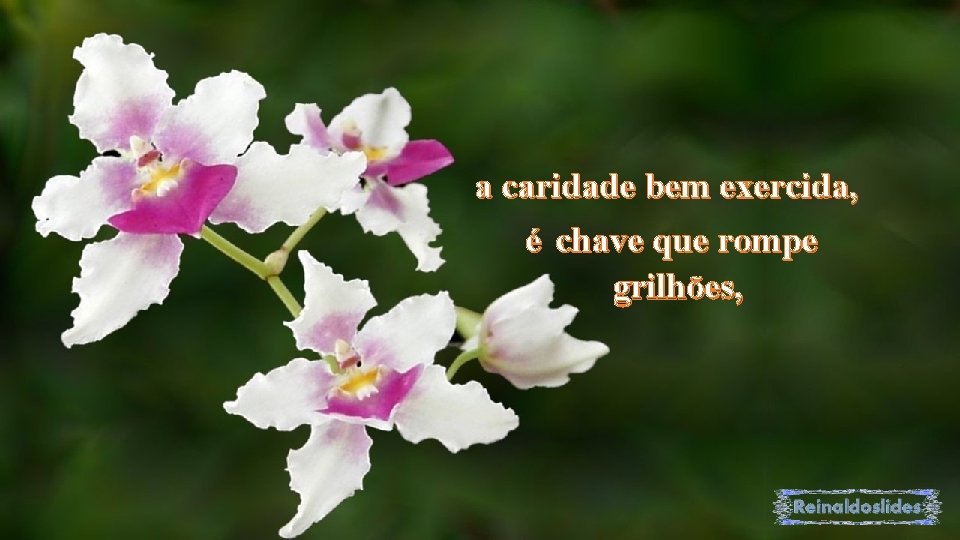 a caridade bem exercida, é chave que rompe grilhões, 