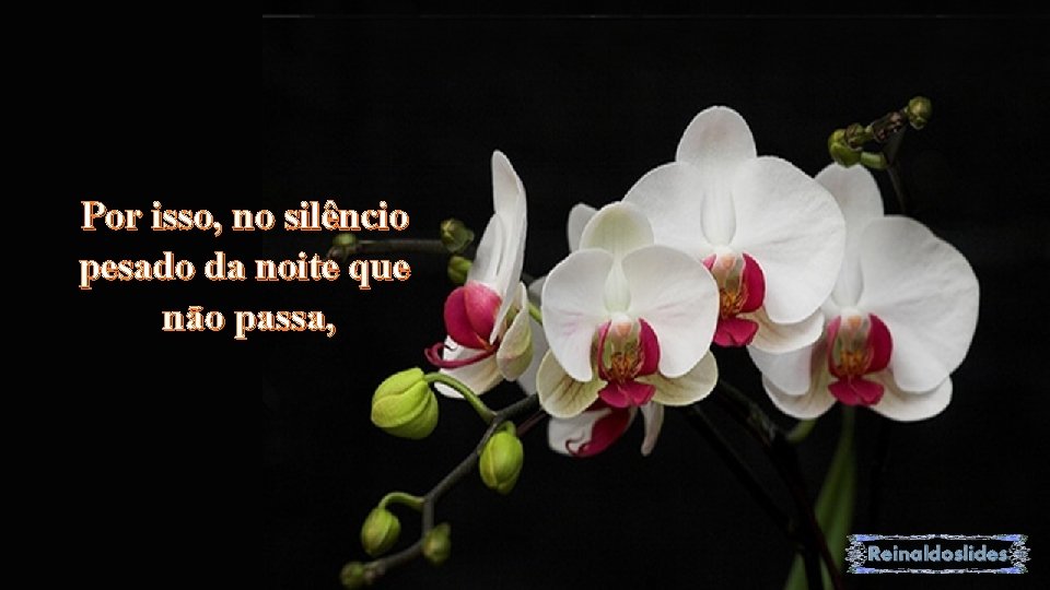 Por isso, no silêncio pesado da noite que não passa, 