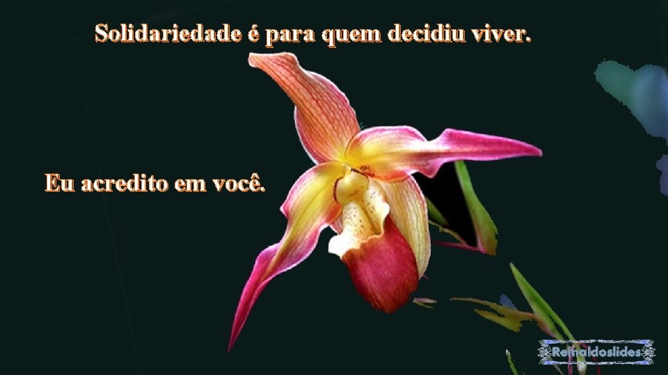 Solidariedade é para quem decidiu viver. Eu acredito em você. 
